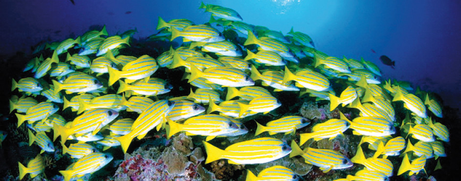 Desroches Island