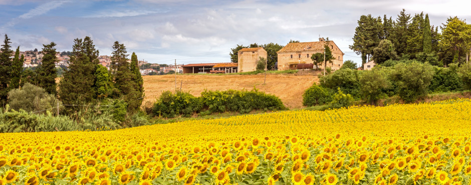 Sonnenblumenfeld in Porto Recanati
