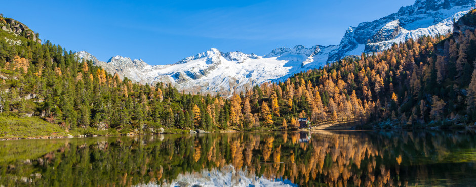Reedsee