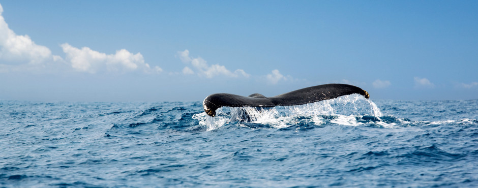 Samaná