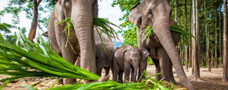 Chiang Mai