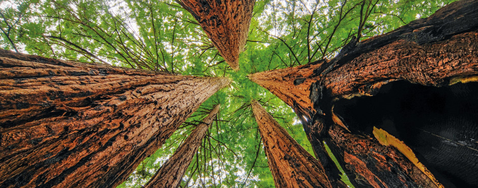 Sequoia National Park