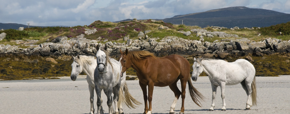 Galway