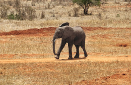 Tsavo Erlebnis-Safari