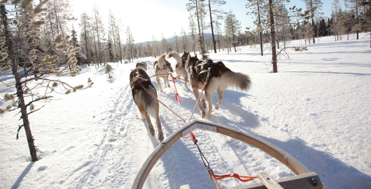 Balade en traîneau à chiens, Pyhä / Luosto, Laponie