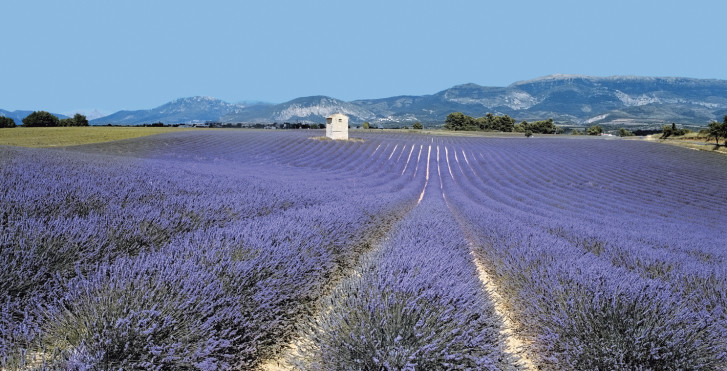 Champs de Lavande, Provence