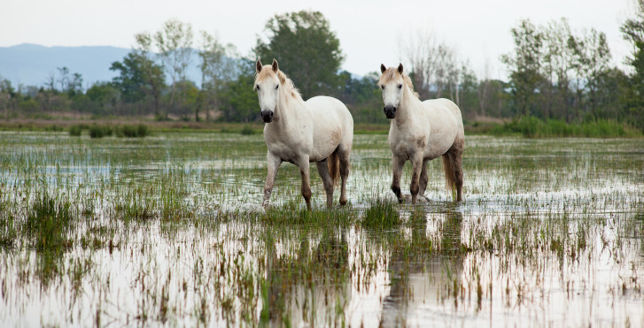 Camargue (Südfrankreich)