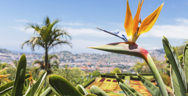 Strelitzia regina - une fleur typique de Madère