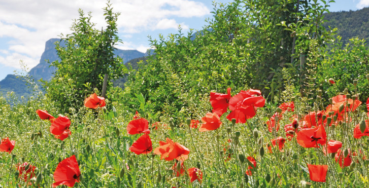 Mohnblumen, Etschtal