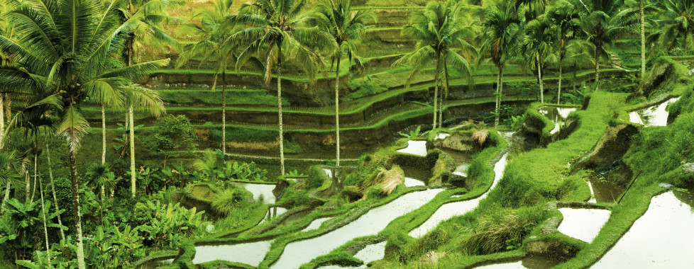 Ubud Ubud