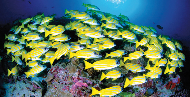 Desroches Island