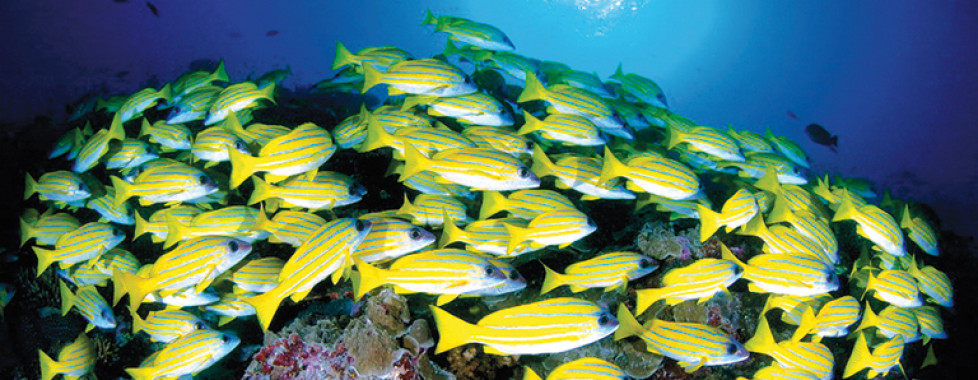 Desroches Island