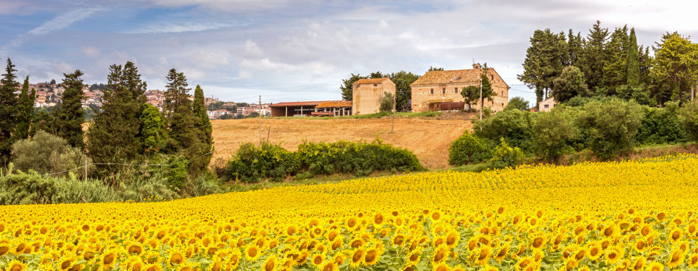 Sonnenblumenfeld in Porto Recanati