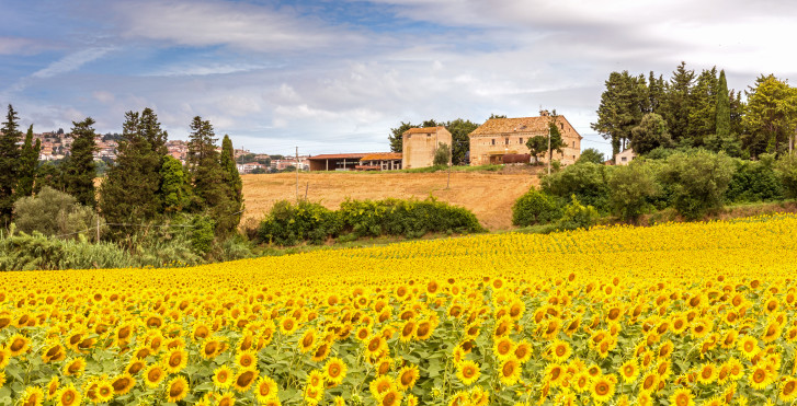 Tournesol à Porto Recanati
