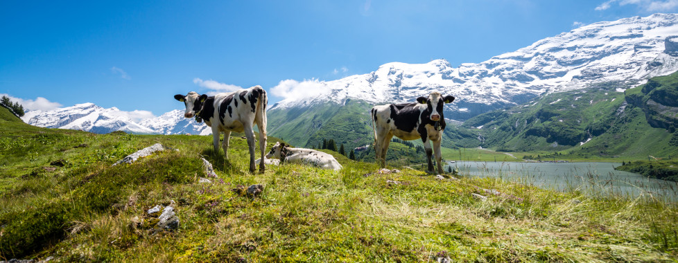 Engelberg