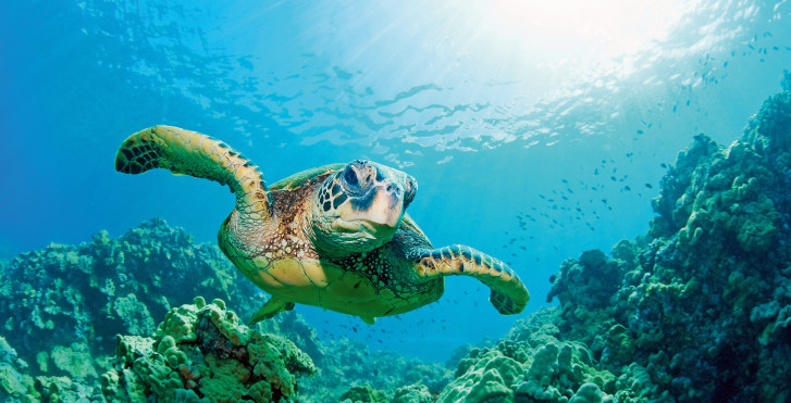 NoonuAtoll günstig mit Migros Ferien