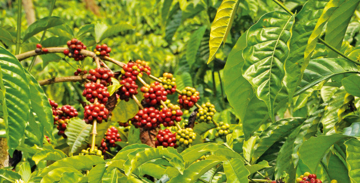 Kaffeeplantage, Kolumbien
