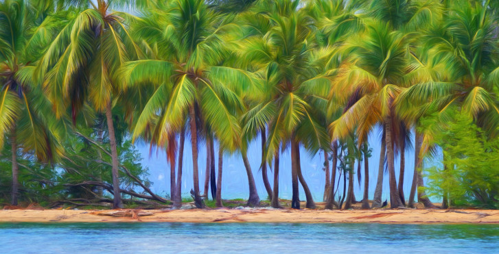 Palmiers, Samana, République Dominicaine