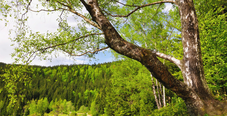 La forêt bavaroise en été