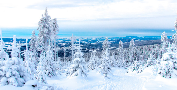 La forêt bavaroise en hiver