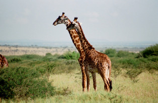 Tansania-Safari (Gruppe)
