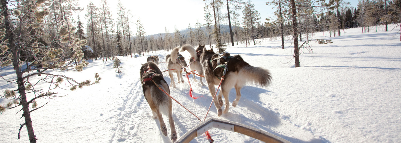 Husky Schlittenfahrt in Finnland