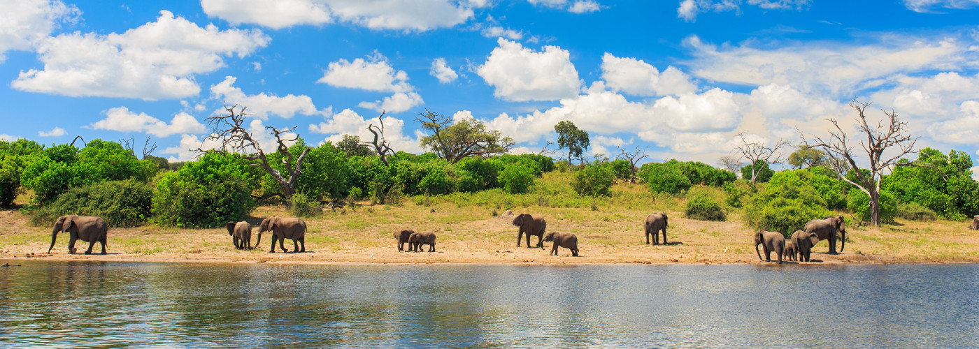 Éléphants dans le parc national de Chobe