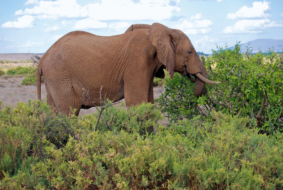 Elephant Bedroom Camp Samburu Shaba Reserve Kenia