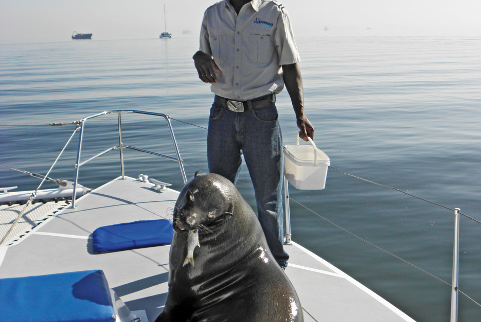 Ausflug ab Swakopmund (Namibia): Delfin-Ausflug Walvis Bay