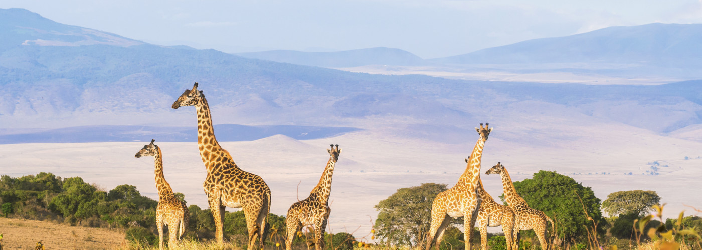 Troupeau de girafes sur le bord du cratère du Ngorongoro - Tanzanie