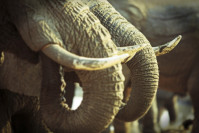 Nahaufnahme von Elefanten-Stosszähnen