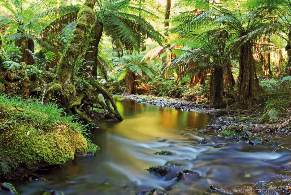 Australien: Quinkan Rainforest Adventure ab/bis Cairns ...