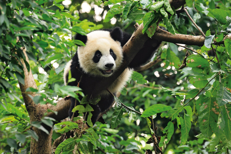 Circuit Chine: "Au pays des pandas" au départ de Chengdu