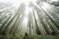Mystischer Wald im Nebel im Triglav-Nationalpark in Slowenien