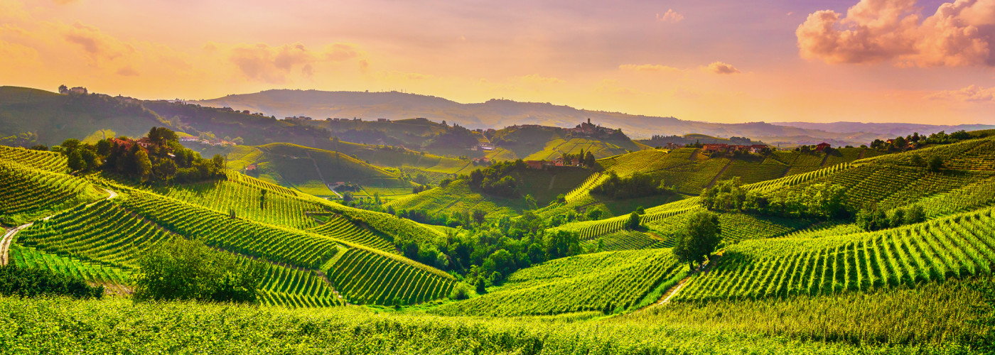 Weinberge bei Castiglione Falletto