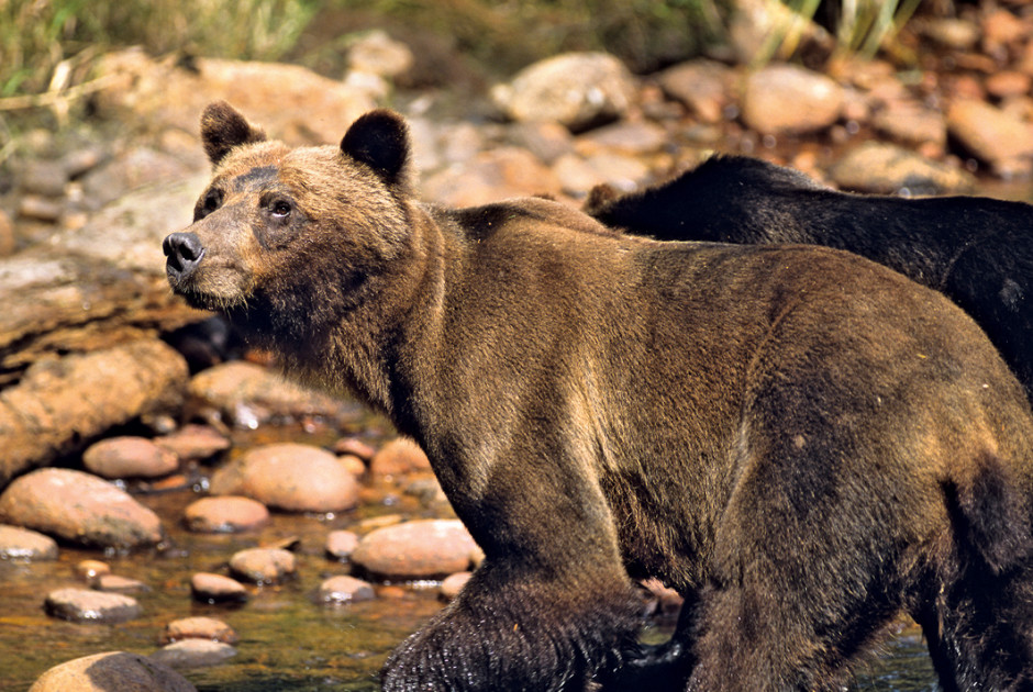 Circuit Canada: "Observation des ours au Great Bear Lodge" au départ de